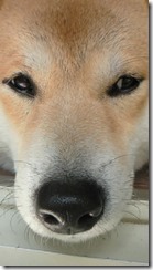 タロー顔写真