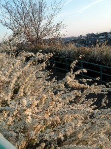 IMG_20160329_060316